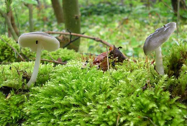 2005 :  Un anno di funghi